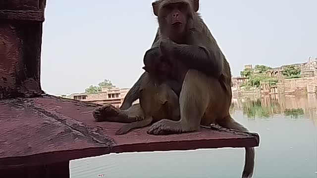 Monkey funny video ,monkey 🐒