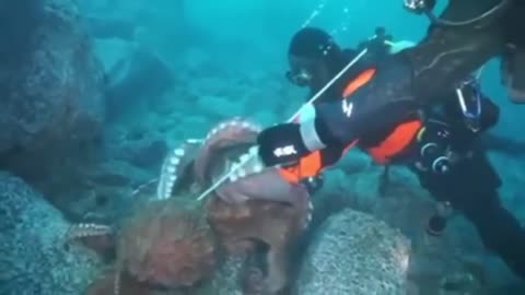 #海#钓鱼#河#鱼 #Sea#Fishing#River#Fish How To Catch Fish With A Gun From The Depths Of The Sea Is Very Impressive