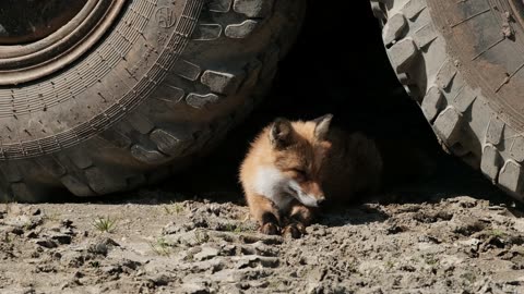 Why dog is hiding bettween the tyres??????