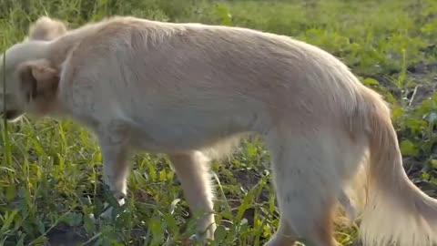 The Mother Dog Still Cannot Forget The Pain Of Losing Her Children.