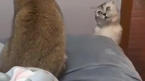 cute cats fighting...❤️🐱😍 #cat #catlovers #catfunnyvideos #fyp