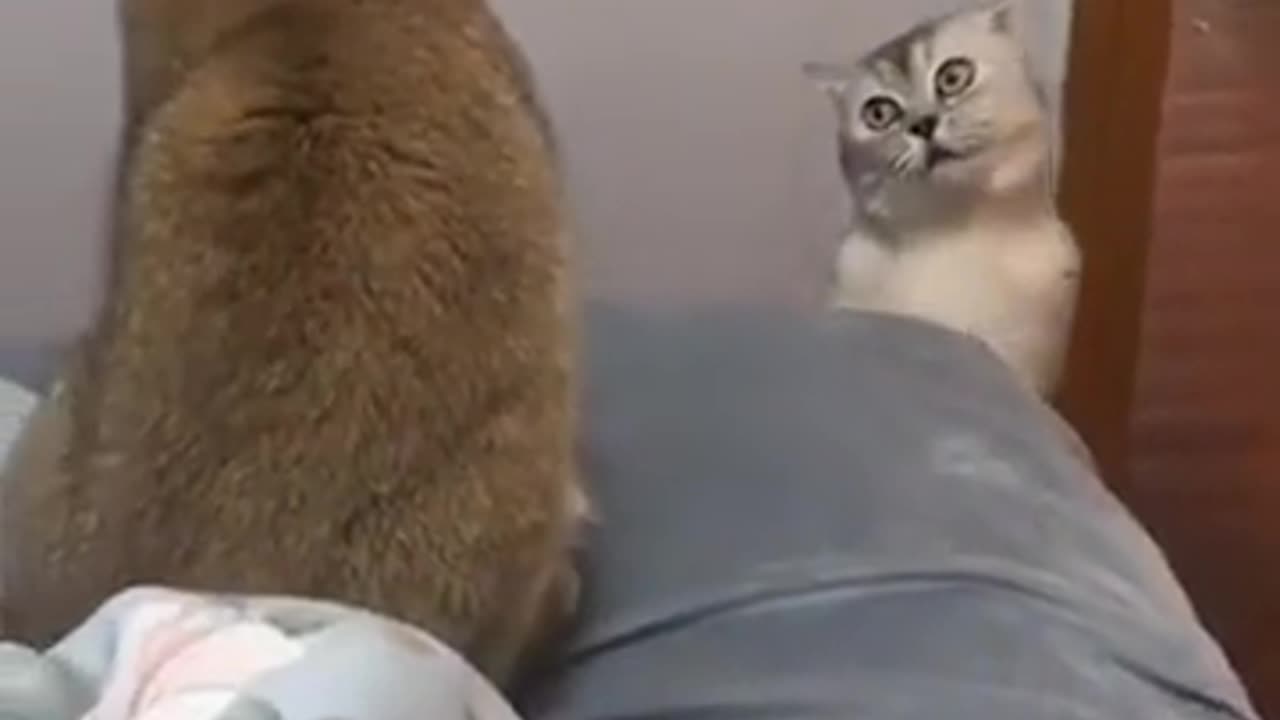 cute cats fighting...❤️🐱😍 #cat #catlovers #catfunnyvideos #fyp