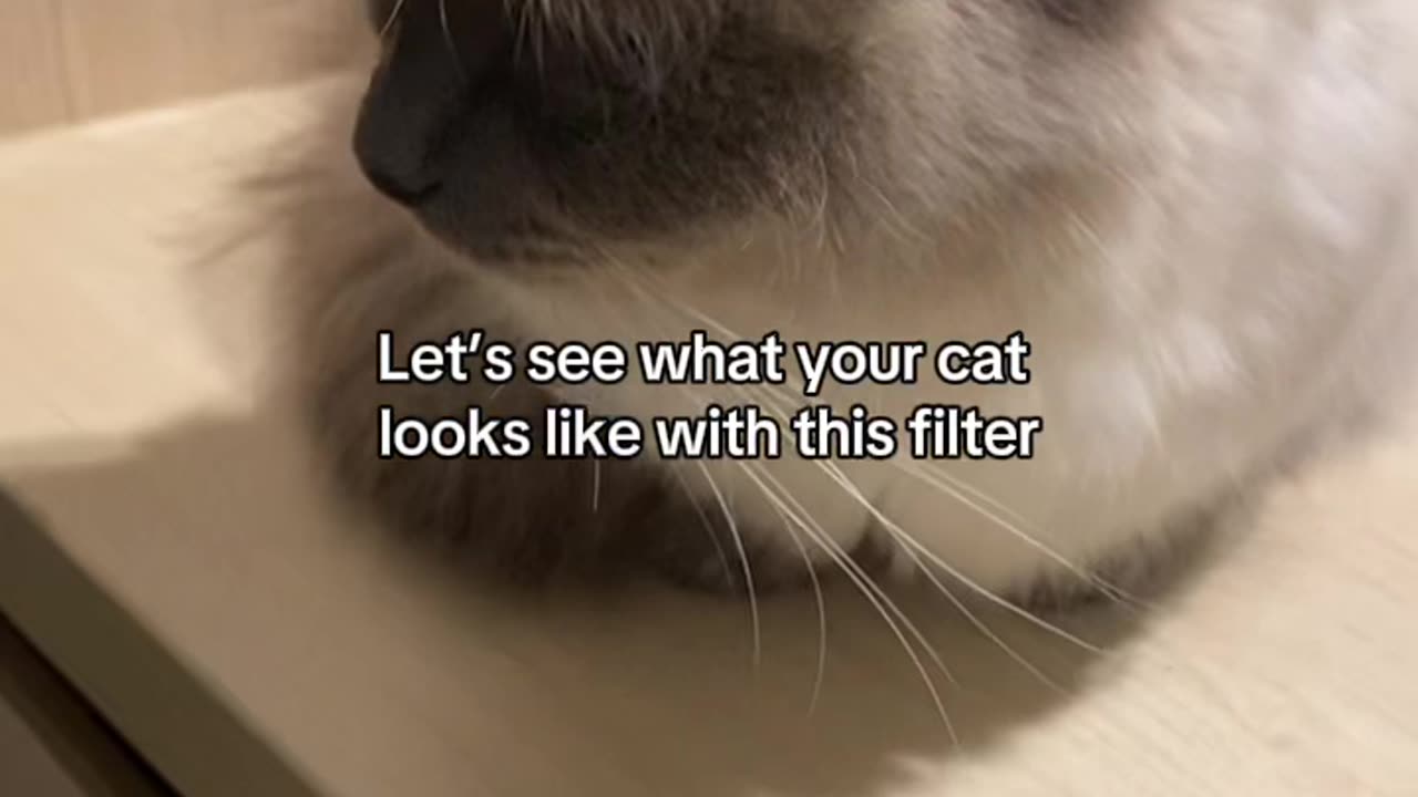 Cat so cute.