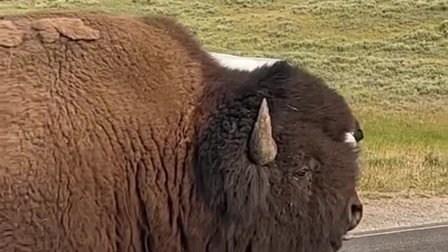 Big bull is on the road