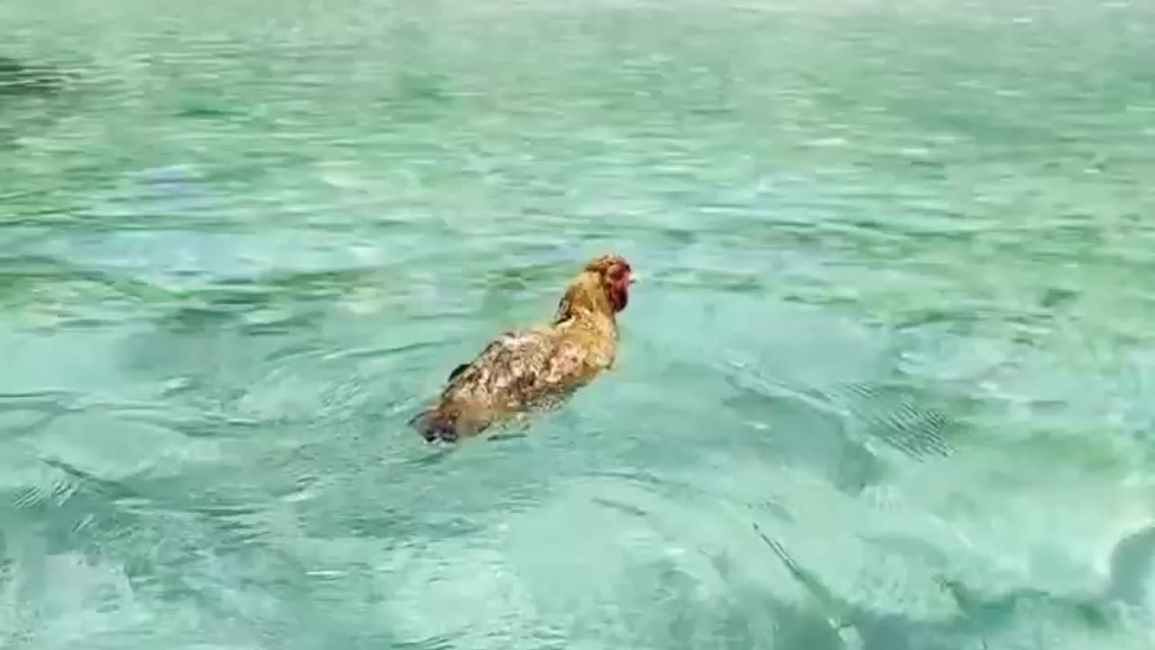 Little Rooster loves to Swim