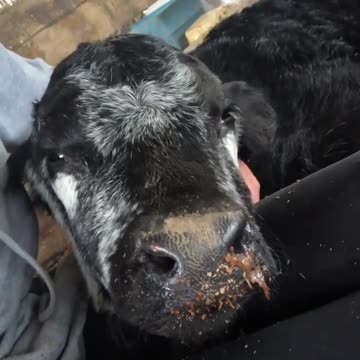 How cute is the baby in the speckled park? i wish i could take her home