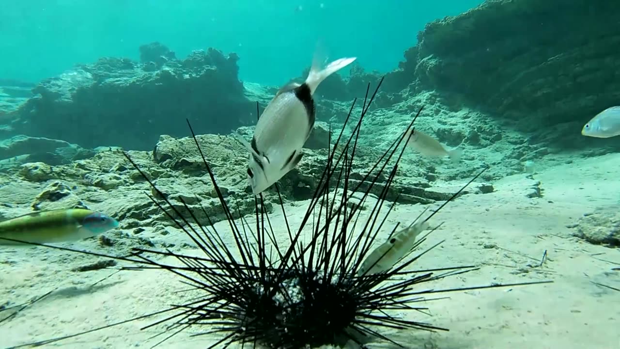 Red Sea epidemic kills off sea urchins