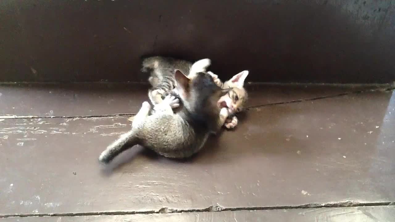 This adorable kitten fight will melt your heart