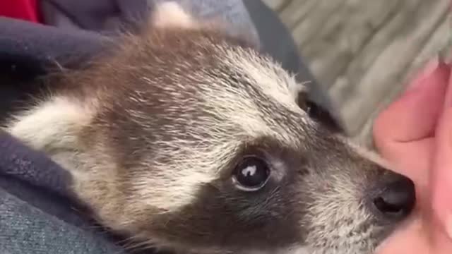 Raccoon 🦝 One Alternative Animal To Have As A Pet