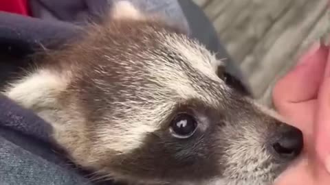 Raccoon 🦝 One Alternative Animal To Have As A Pet