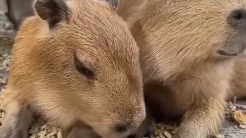 Little baby capybaras just chilling!