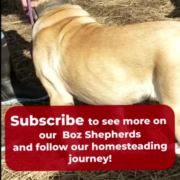 Introducing Boz Shepherds To Our PIGS!