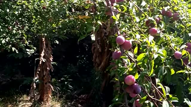 My Garden Fresh Plumbs|| Fresh Red Blood Plumns