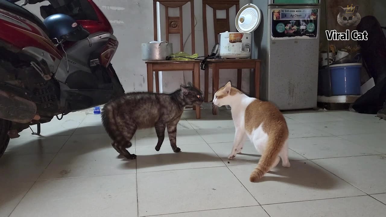 Jealous Cats Meowing Fighting So Funny 4K Quality Video