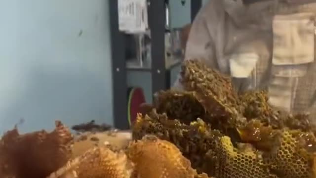 Massive Bees Nest Found Inside Home