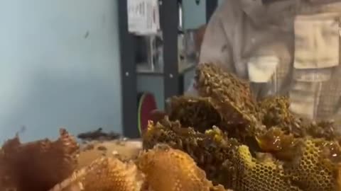 Massive Bees Nest Found Inside Home