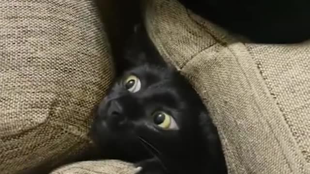 Funny moments with animals
