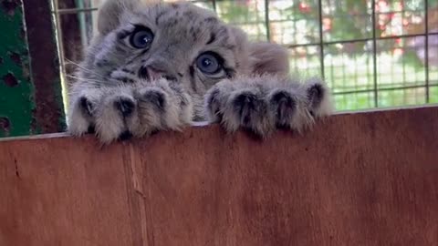 CUTE BABY SNOW LEOPARD