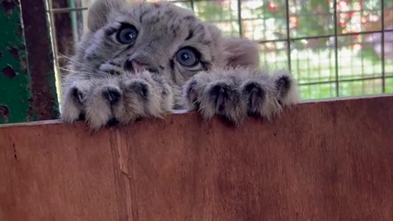 CUTE BABY SNOW LEOPARD