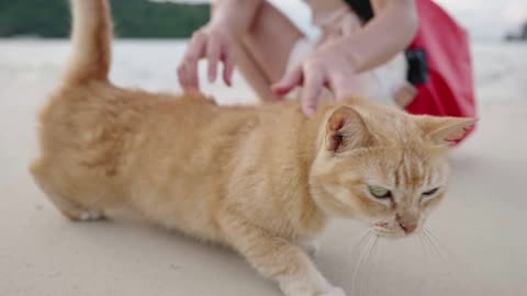 Young female sitting down having fun playing with cute yellow cat on the fine sand beach