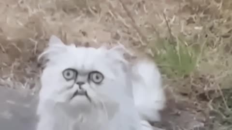 The most Funny looking cats