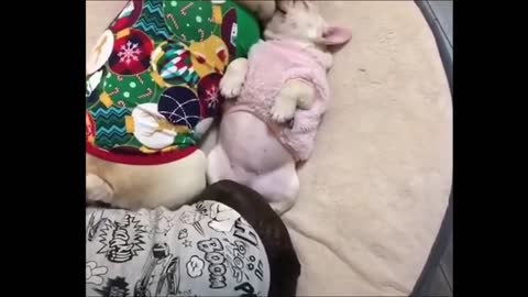 sleeping puppies