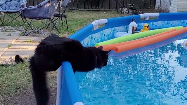 Startled Kitty Falls Into Pool