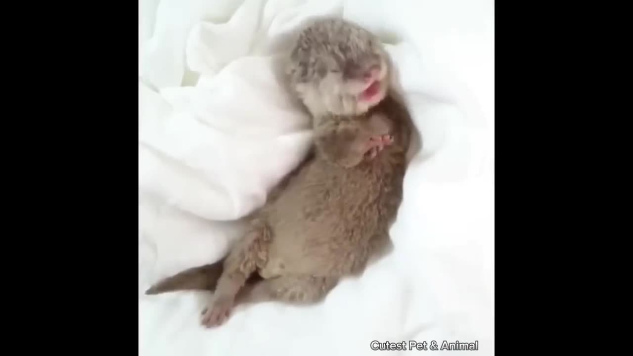 Cute small-clawed otter