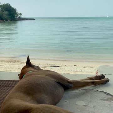 Dog resting in the beach ⛱