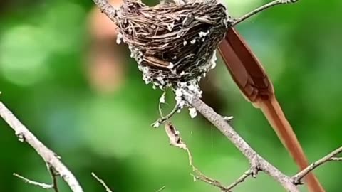 This is the parrots so beautiful and very good 😊💯