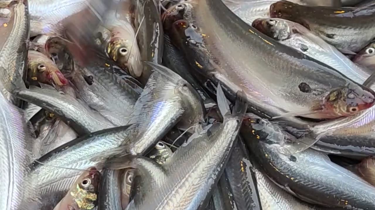 amazing fish video l big papda fish live video in fish market bangladesh#shorts