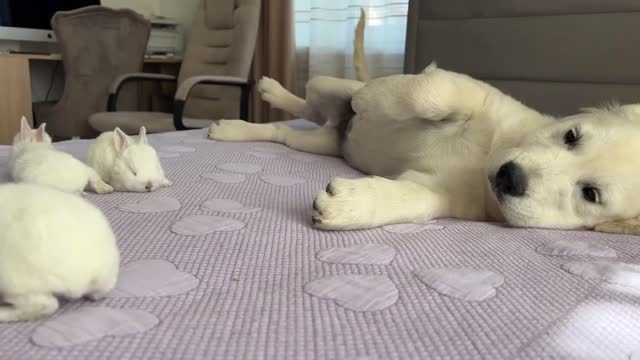 Golden Retriever Puppy Meets Tiny Bunnies for the First Time