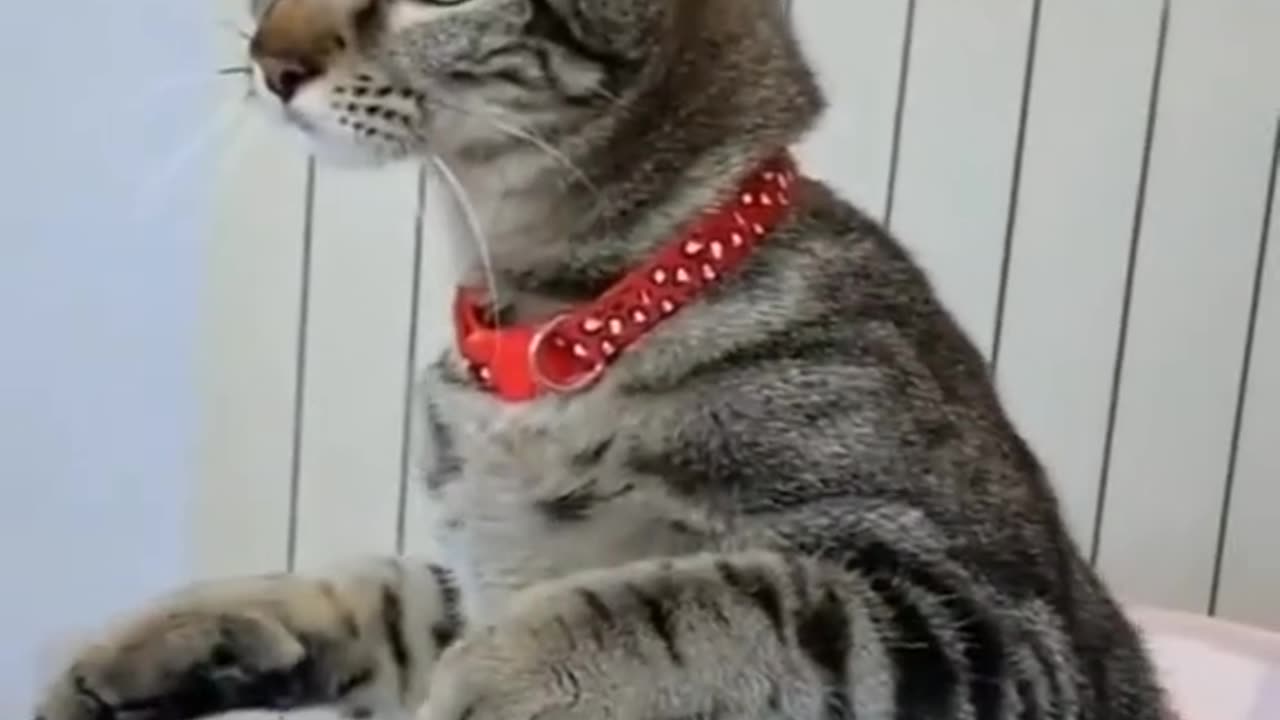 Funny video 😺🐈