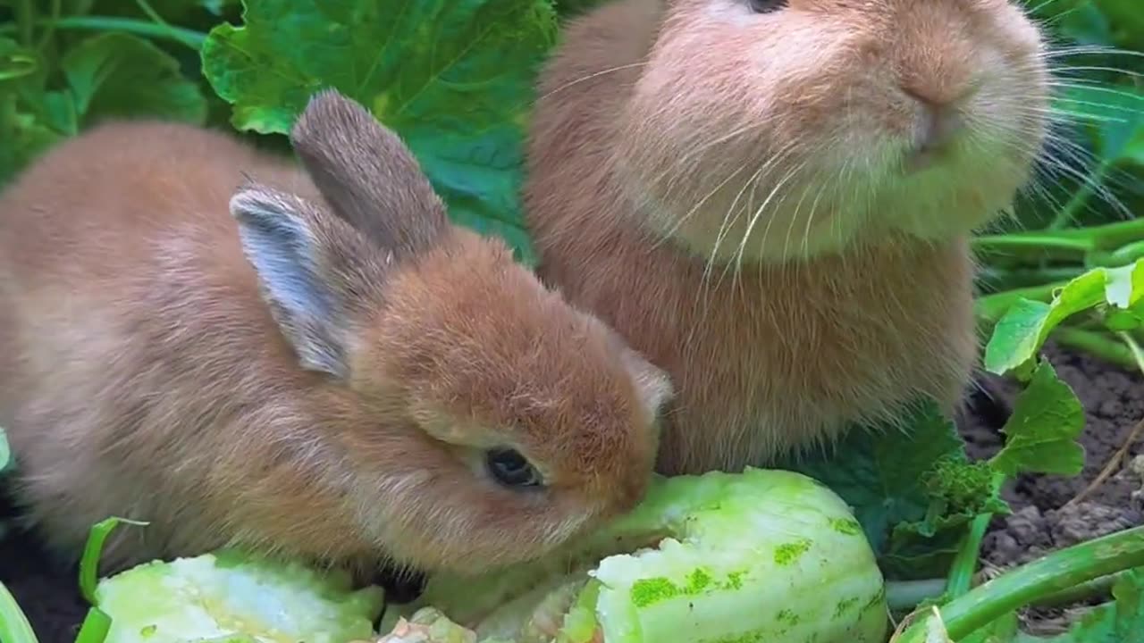 Cute rabbit 🐇 #viral #viral