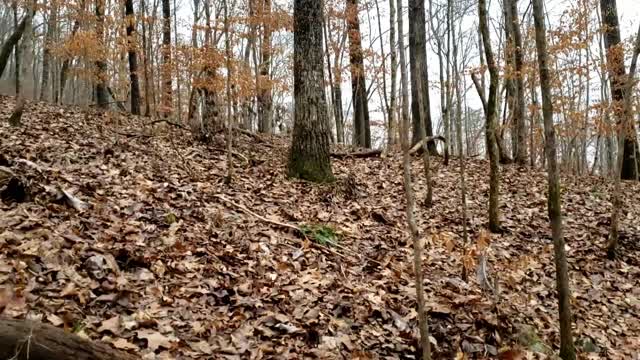 Some January Views of our Alabama Property and Collecting Rocks