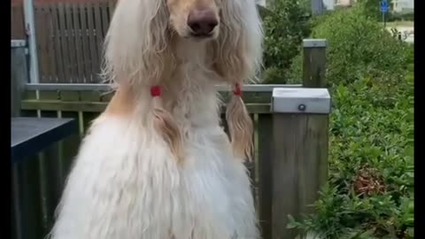 Cute dog with beautiful Female dog💯