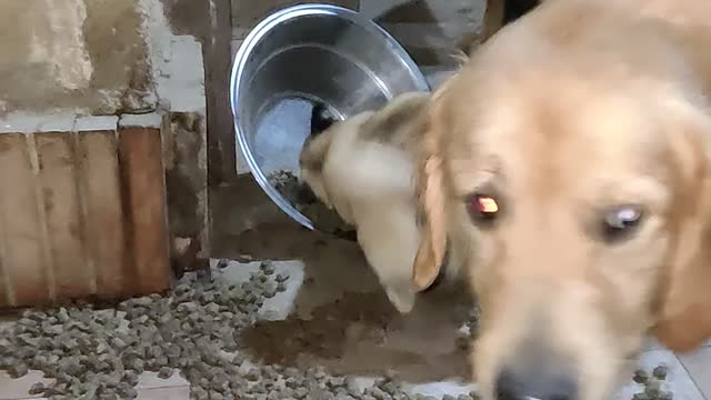 Delighted Doggo Rolls Around in Dry Food