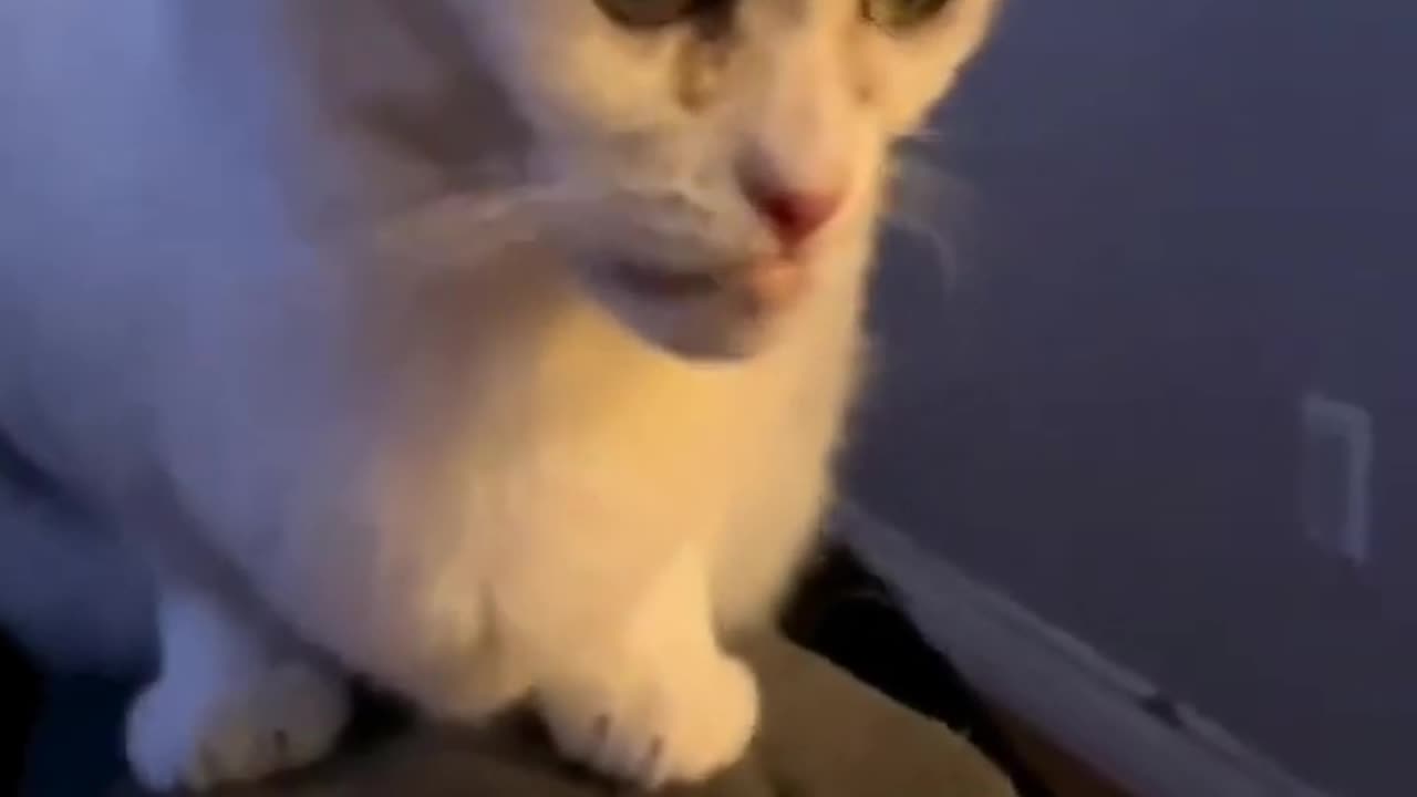 Funny animals memes 😂😂