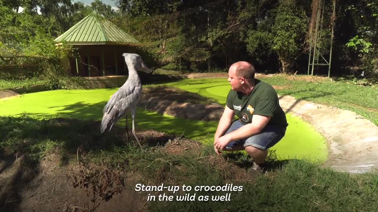 Meet The Shoebill Stork (Balaeniceps Rex) | Drive 4 Wildlife