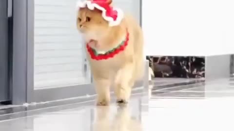 Funniest Cats Cutest Cats 🤣
