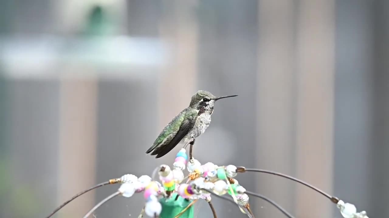 Hummingbird Sounds Hummingbirds chirping The Sounds of Hummingbirds nonstop