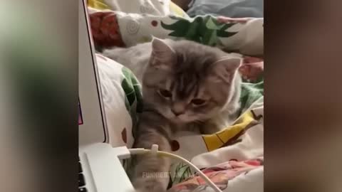 Funniest Animal Videos funny cat and dogs 2022