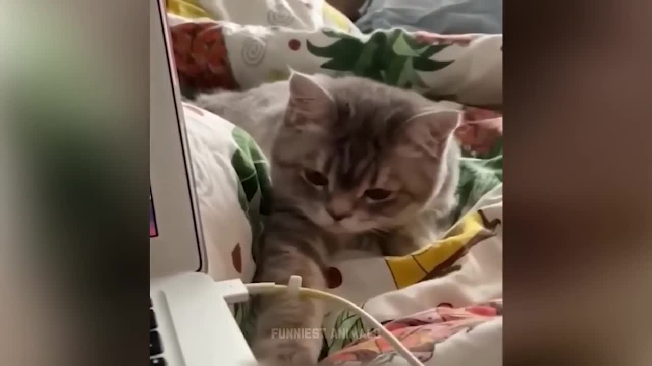 Funniest Animal Videos funny cat and dogs 2022