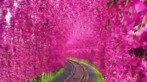 Blossom Tunnel
