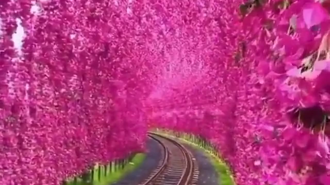 Blossom Tunnel
