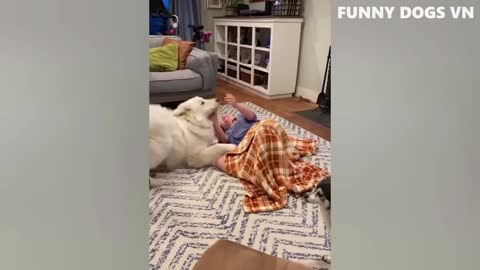 Funniest Animals Video - Funny Dogs And Cats - Try Not To Laugh Animals 2022