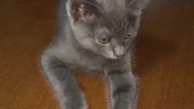 Cats' eyes will change color and glow.