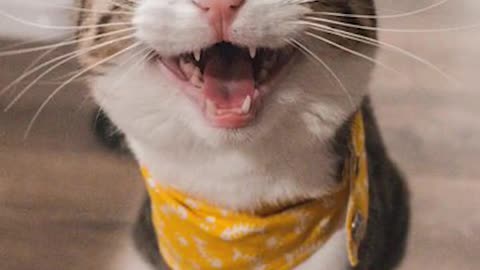 Cute cat smile