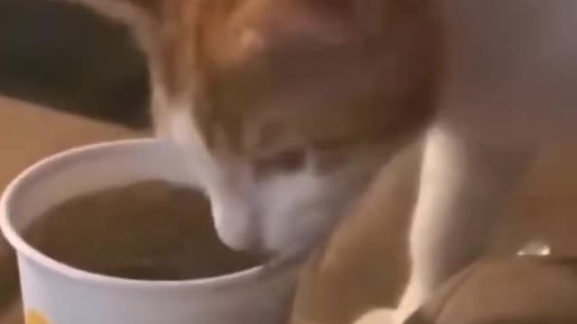 Funny Cats and Dog Compilation (Most Popular) Part 3