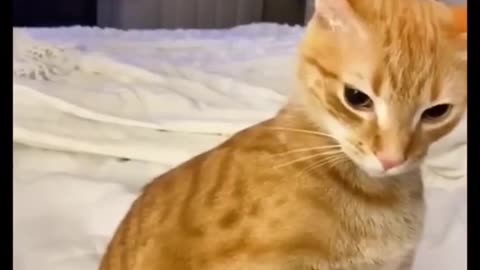 Funny Animal Videos 2023 Best Dogs And Cats Videos 😺😍